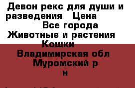 Девон рекс для души и разведения › Цена ­ 20 000 - Все города Животные и растения » Кошки   . Владимирская обл.,Муромский р-н